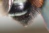 Megachile willughbiella
